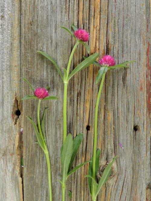 HOT PINK GOMPHRENA